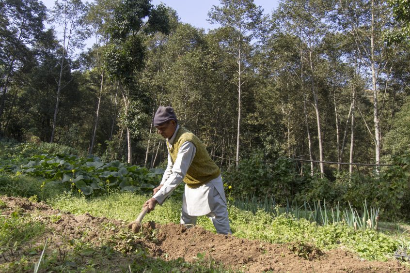 Working the vegetable garden